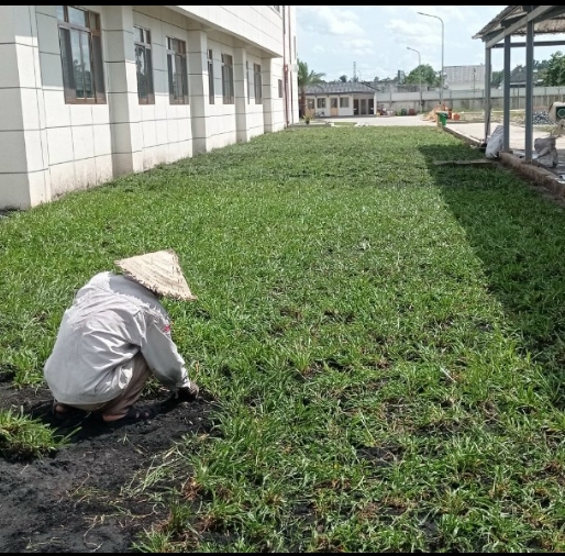 Trồng Cỏ Lá Gừng Tại Bình Dương – Lựa Chọn Hoàn Hảo Cho Sân Vườn Xanh Mát