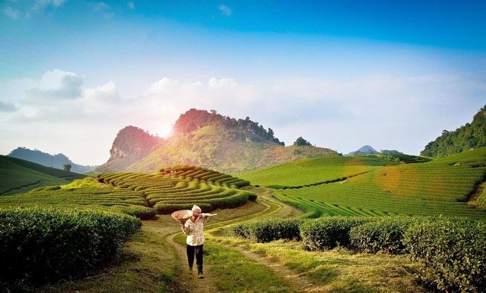 Tổng Hợp Dịch Vụ Trọn Gói Trong Tour Mộc Châu 2 Ngày 1 Đêm Chi Tiết